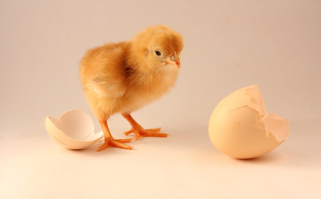 The Chicken or the Egg: IT Version<p><b>(Or, the Relative Importance of Software and Hardware)</p></b>